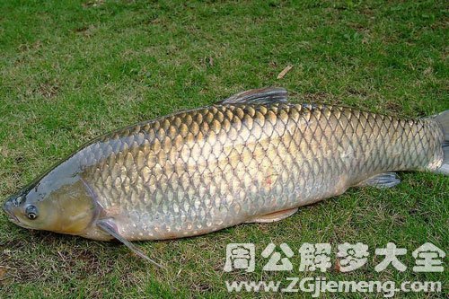 梦见大鱼