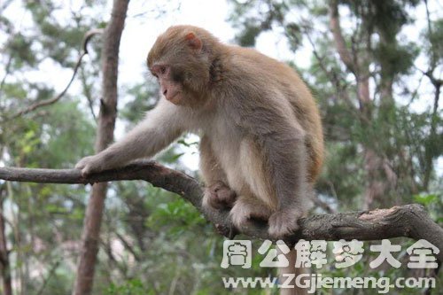 梦见猴子从一棵树跳上另一课树