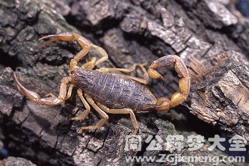 梦见毒虫