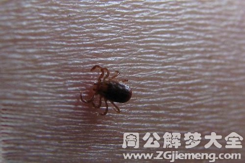 梦见牛虱