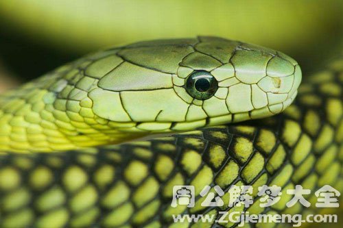 梦见小毒蛇