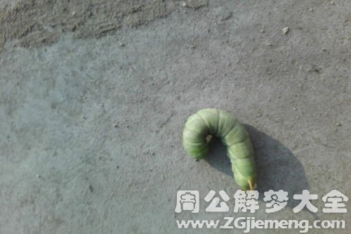 梦见粪虫