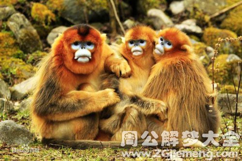 梦见金丝猴