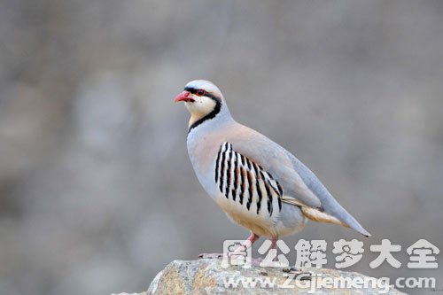 梦见石鸡