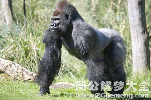 梦见无尾猿猴