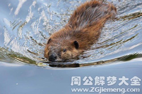 梦见海狸