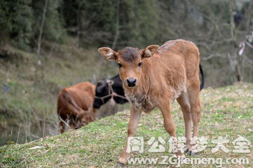梦见小公牛