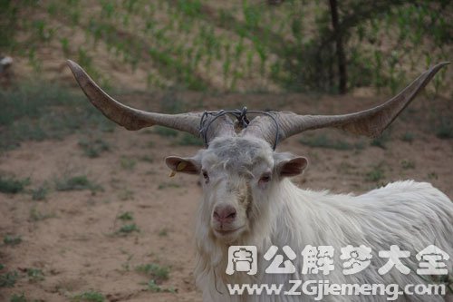 梦见公羊