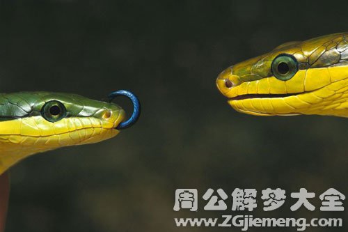 梦见小蛇变大蛇