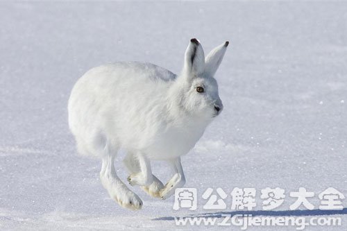 梦见兔子在原野奔跑