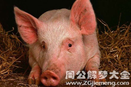 梦见猪头