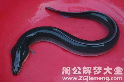 梦见鳗鱼