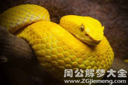 梦见金蛇