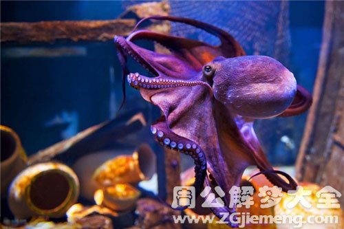 梦见章鱼