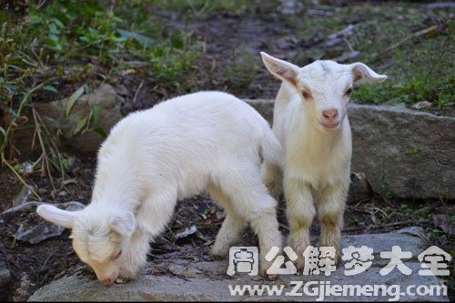 梦见白羊