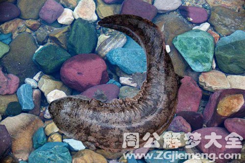 梦见娃娃鱼