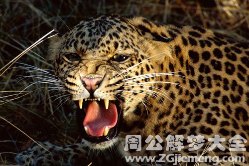 梦见猎豹