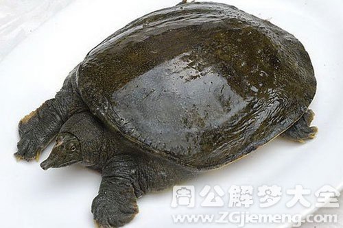 梦见甲鱼-鳖