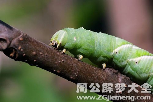 梦见青虫