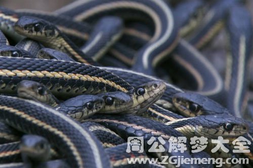 梦见很多蛇