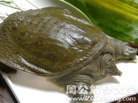 梦见甲鱼.jpg