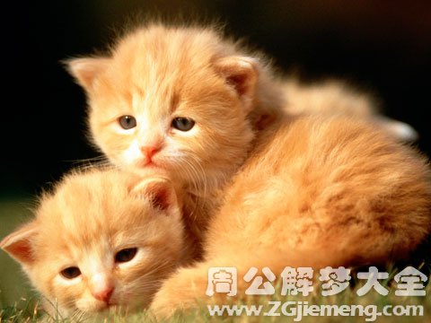 梦见猫是什么意思.jpg