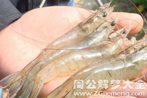 梦见捉虾