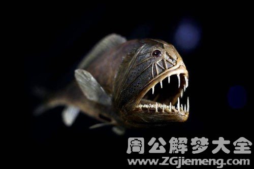 梦见鱼咬人