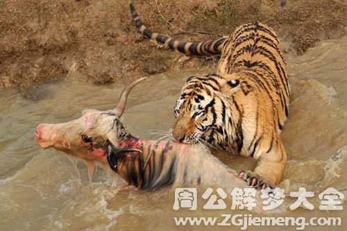 梦见被老虎追