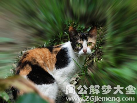 梦见猫追我.jpg