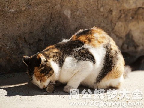 梦见猫吃老鼠.jpg