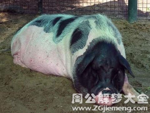 梦见大花猪.jpg