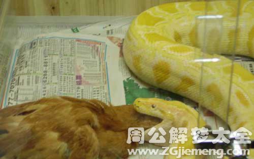 梦见蛇吃鸡.jpg