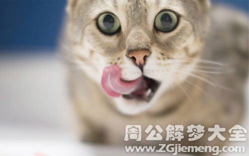 周公解梦梦见被猫咬