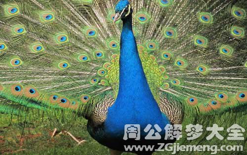 梦见孔雀开屏