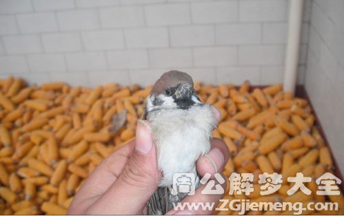 梦见捕鸟者捕捉麻雀