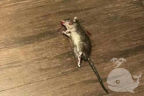 财死老鼠