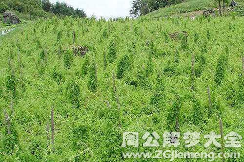 梦见去南方