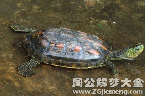 梦见水潭有乌龟