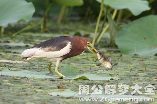 梦见水潭水很脏有死鱼