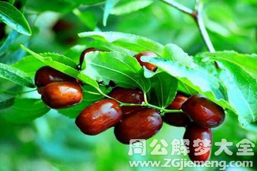 梦见枣树断了