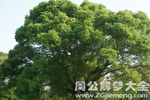 香樟树