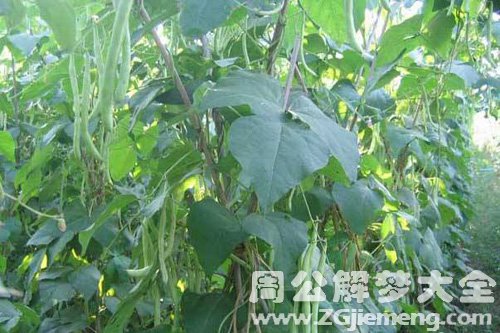 梦见四季豆没成熟