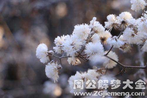 梦见霜冻