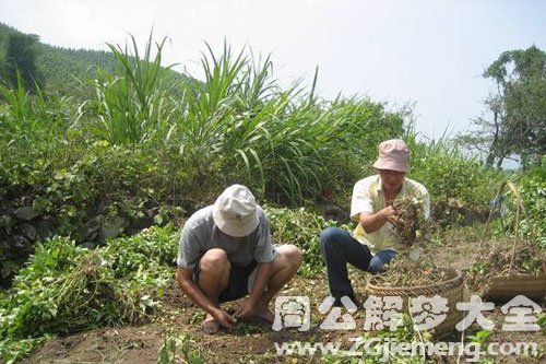 梦见别人拔花生