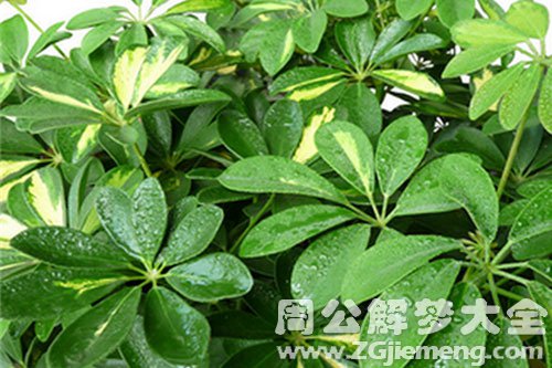 梦见摘树叶子