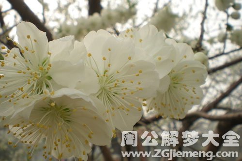 梦见白色梨花
