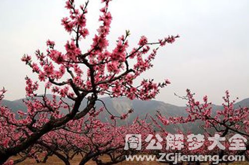 梦见一片桃花