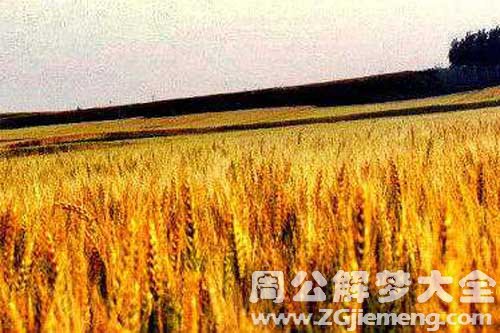 梦见成熟的麦穗 梦见成熟的麦穗