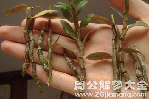 梦见石斛扦插